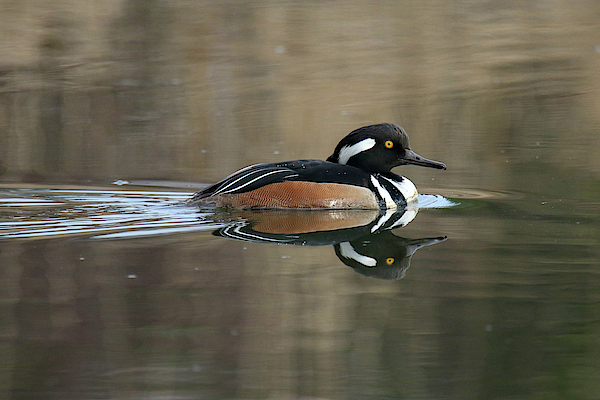 Merganser Male by Brook Burling Merganser Male by Brook Burling