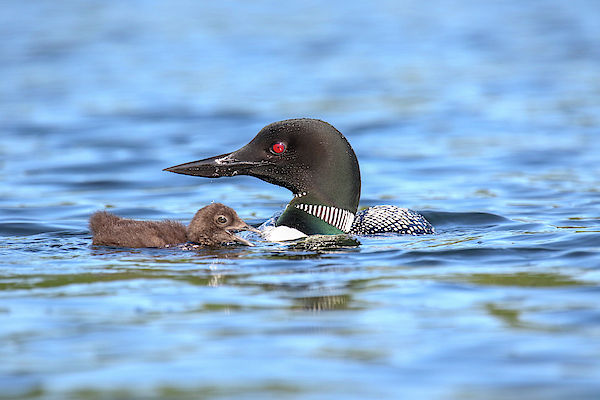 Mom and Baby by Brook Burling Mom and Baby by Brook Burling