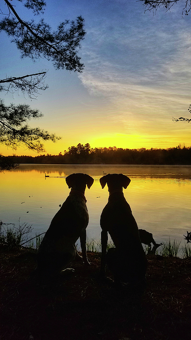 Sun Up Pups by Brook Burling Sun Up Pups by Brook Burling
